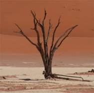 0470 Namibia - Hoodia - Sossusvlei Excursion - Deadvlei