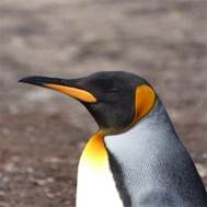 0438 Antarctica - Saunders Island - King Penguin