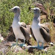 1562 N Seymour - Blue-Footed Boobys