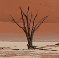 0470 Namibia - Hoodia - Sossusvlei Excursion - Deadvlei