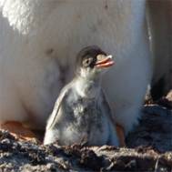 0575 Antarctica - Saunders Island - Gentou Penguin Chick