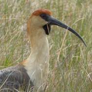 0138 Antarctica - Laguna Nimez - Black-faced Ibis