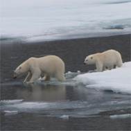 0561 Alkefjellet - Polar Bear And Cub
