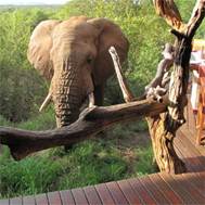 1236 Madikwe - Elephant for breakfast