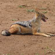 0345 Chobe - Blackbacked Jackal