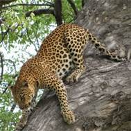 0258 Nxabega - Leopard up a tree