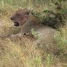 0636 Sandibe - Lioness and cubs