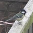 Great Tit