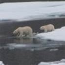 0561 Alkefjellet - Polar Bear And Cub