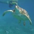 Swimming with Turtles