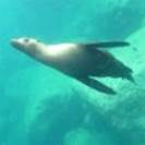0442 Mexico - Safari Endeavour - Isla Los Islotes Sea Lion Snorkel