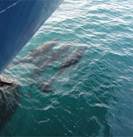 0313 Mexico - Safari Endeavour - Dolphins Bow Riding